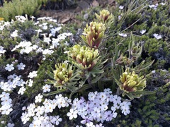 Castilleja thompsonii