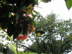 Troides helena cerberus