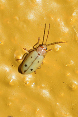 Malacorhinus tripunctatus
