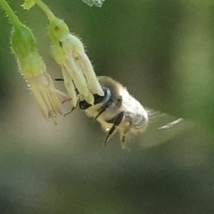 Colletes inaequalis