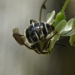 Colletes inaequalis