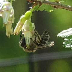 Colletes inaequalis