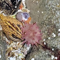 Aulactinia