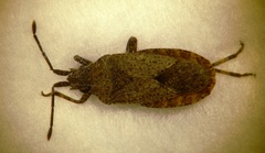 Vazquezitocoris putrenus