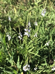 Verbena simplex