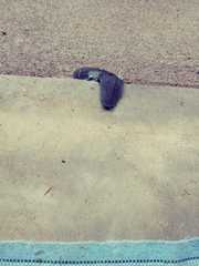 Belocaulus angustipes