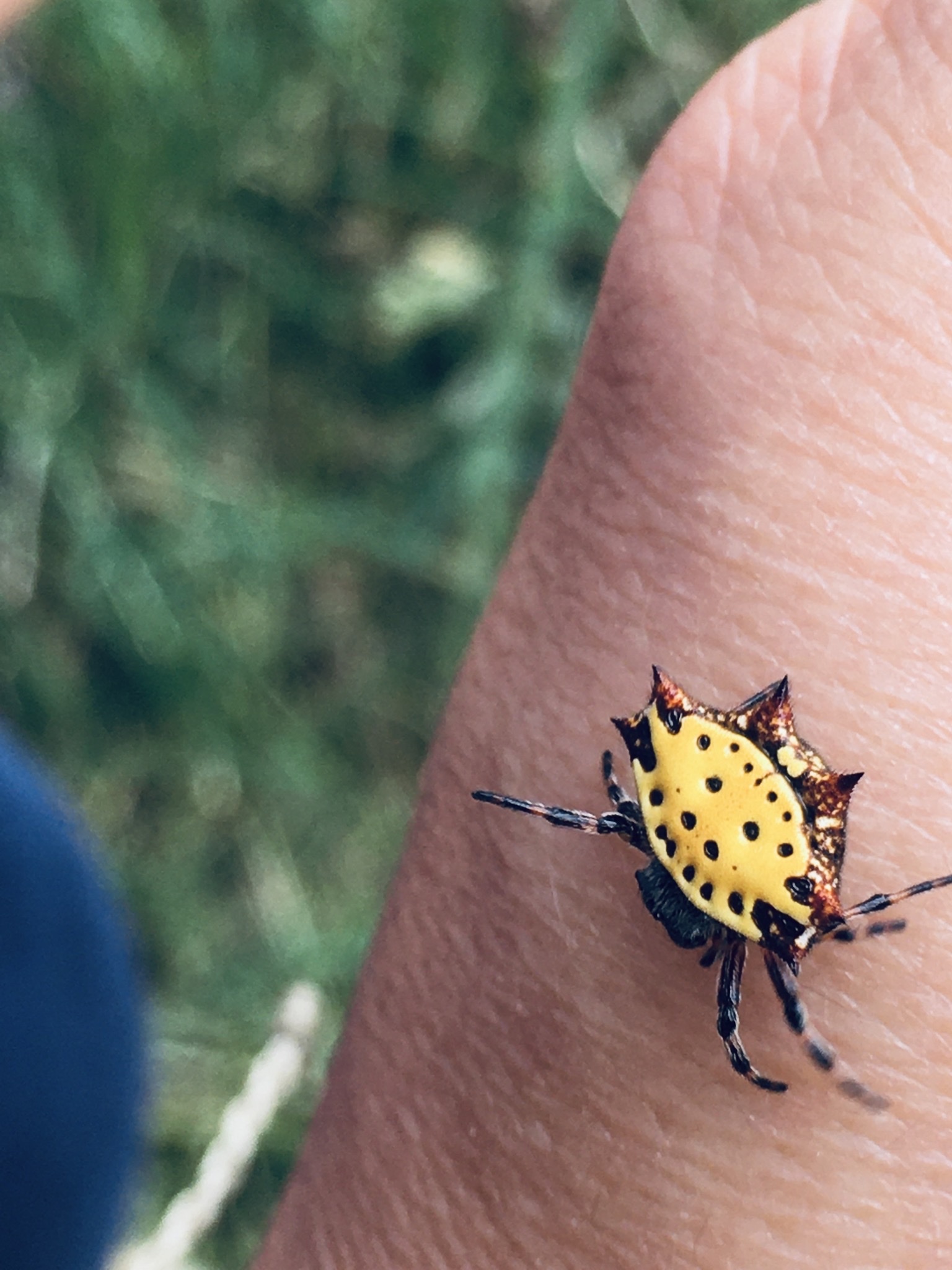 Gasteracantha cancriformis image