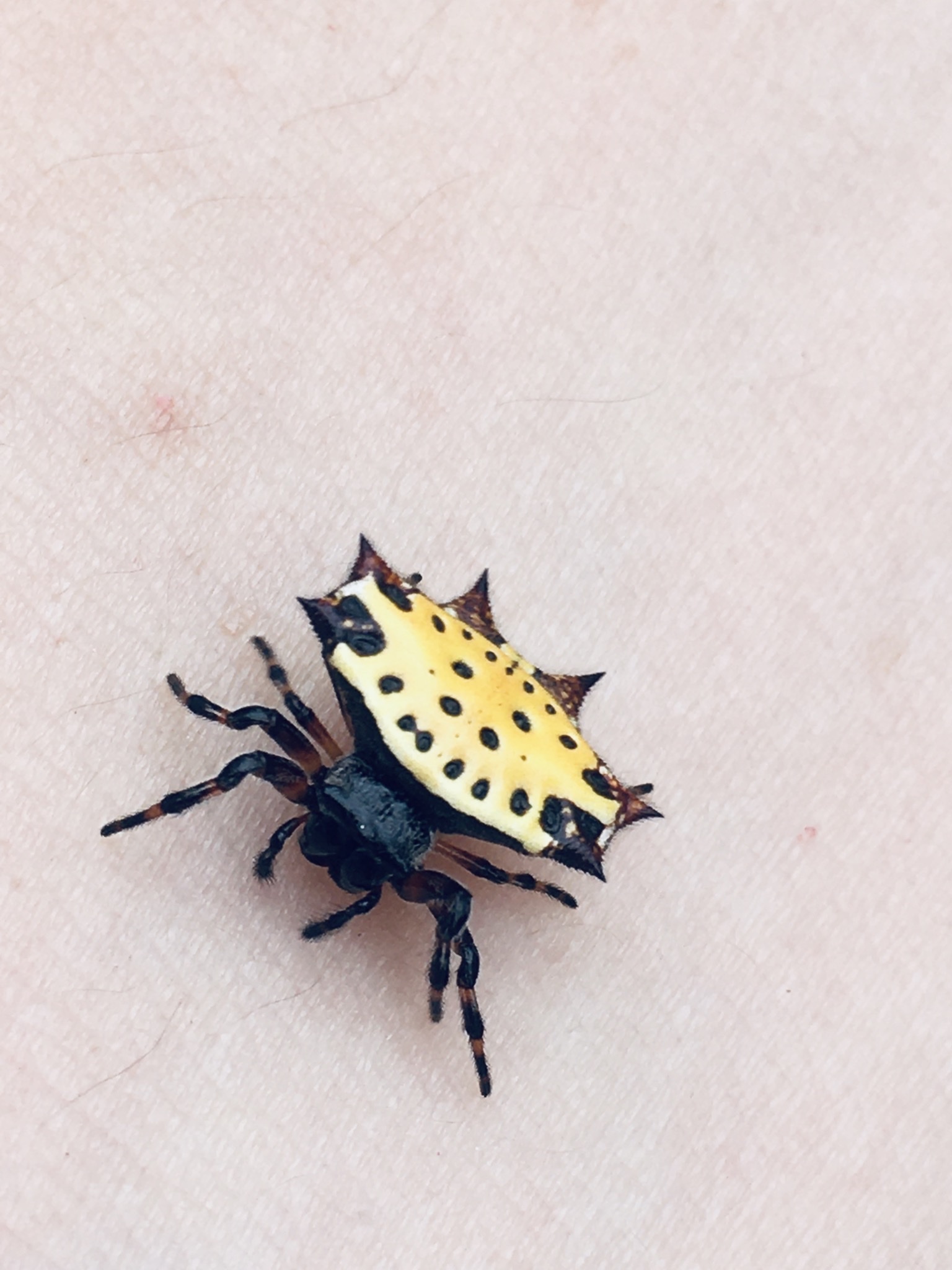 Gasteracantha cancriformis image