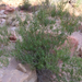 Brickellia longifolia - Photo (c) sweiser, algunos derechos reservados (CC BY-NC)
