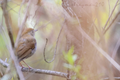 Catharus occidentalis