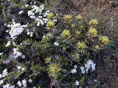 Castilleja thompsonii