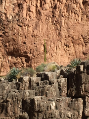 Agave utahensis kaibabensis