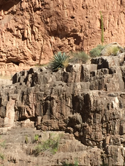 Agave utahensis kaibabensis