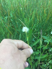 Bistorta bistortoides