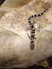 Coleonyx