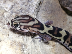 Coleonyx