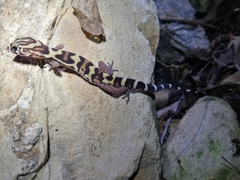 Coleonyx