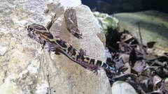 Coleonyx