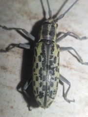 Macrochenus tigrinus