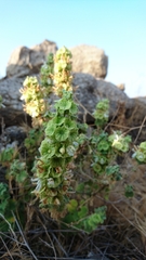 Pseudodictamnus undulatus