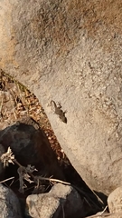 Ptyodactylus puiseuxi