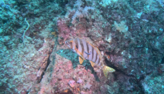 Goniistius zonatus