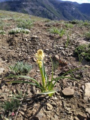 Toxicoscordion paniculatum