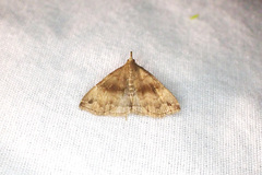 Phalaenostola eumelusalis