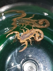 Centruroides infamatus