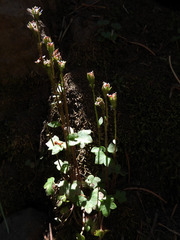 Saxifraga debilis