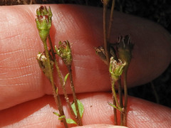 Saxifraga debilis