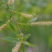 Salix nigra - Photo (c) Dan Mullen, μερικά δικαιώματα διατηρούνται (CC BY-NC-ND)