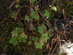 Saxifraga debilis