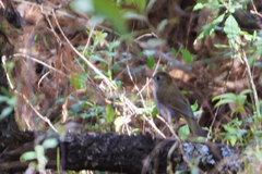 Catharus occidentalis