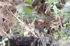 Catharus occidentalis