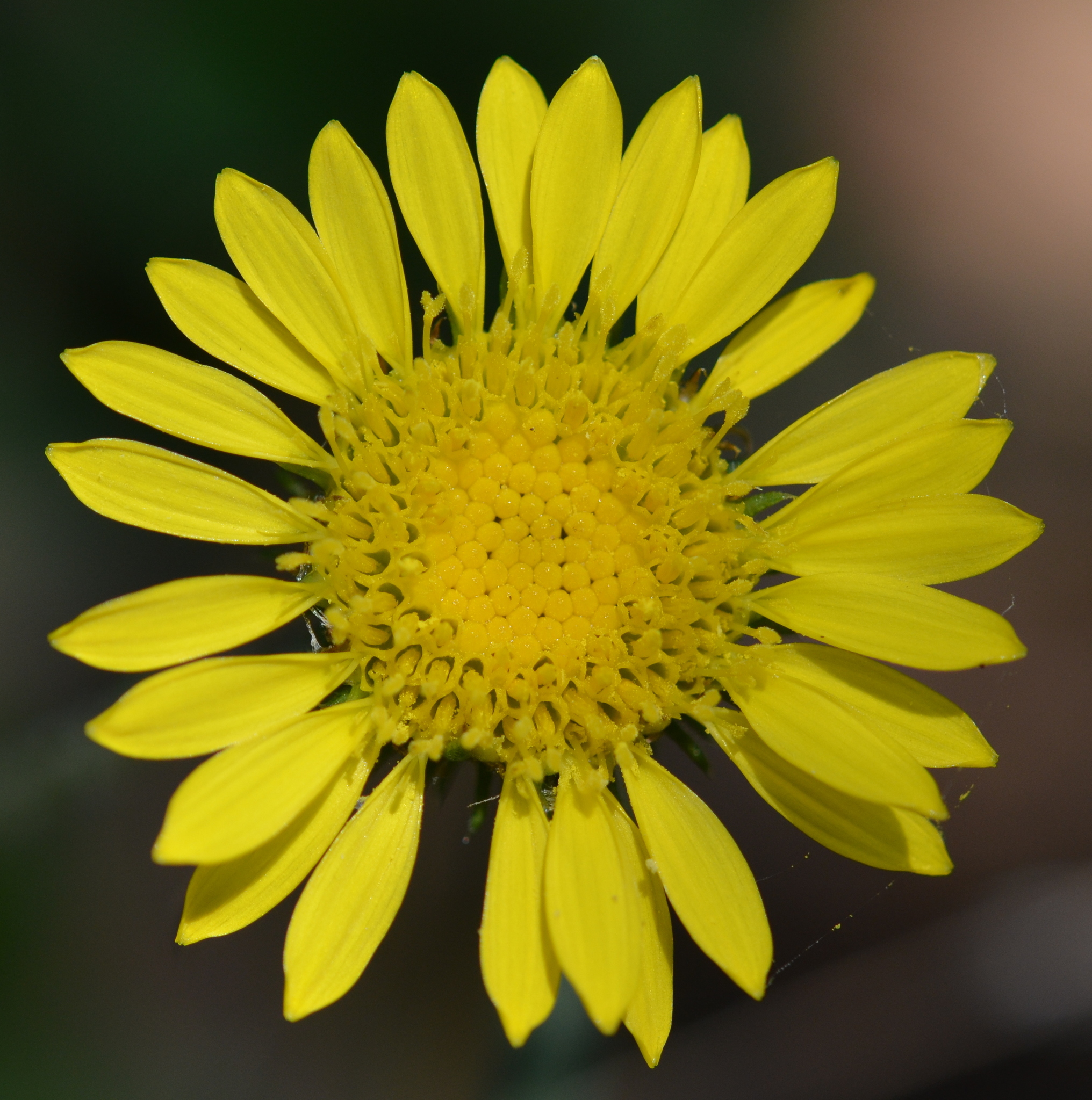 Grindelia hirsutula