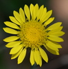 Hairy Gumweed - Photo (c) Stacie Wolny, some rights reserved (CC BY-NC-SA), uploaded by Stacie Wolny