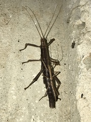 Verophasmatodea