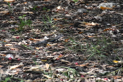 Aspidoscelis angusticeps