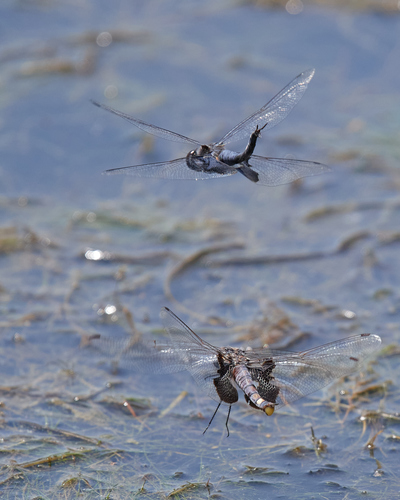 Black Saddlebags photographed in California