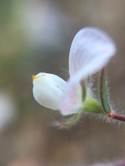 Acmispon americanus americanus