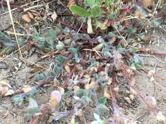 Acmispon americanus americanus