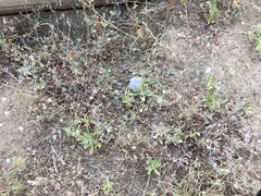 Acmispon americanus americanus