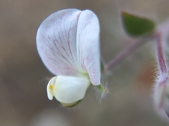Acmispon americanus americanus