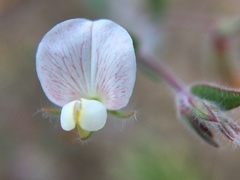 Acmispon americanus americanus
