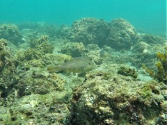 Sphoeroides lobatus
