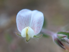 Acmispon americanus americanus
