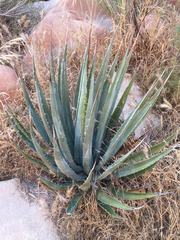 Agave utahensis kaibabensis