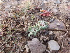 Trichocline dealbata