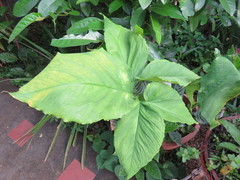 Xanthosoma wendlandii